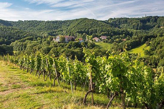 Schwarzriesling Rotwein in  Burg