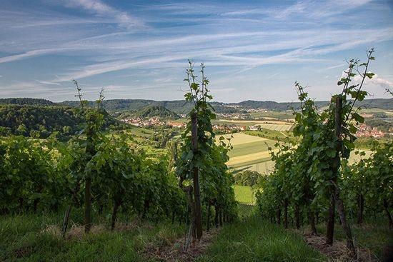 Trollinger mit Lemberger aus  Bayreuth