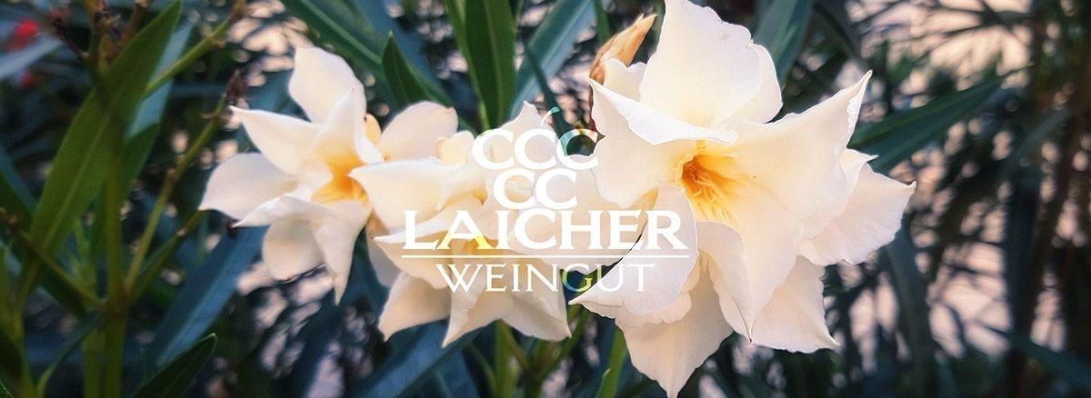 WWeine Konstanz ▷ « Weingut Laicher » ✔️ Weinhändler, Wein-Onlineshop